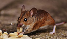 24 Hour & Emergency Exterminators in Vandemere, NC